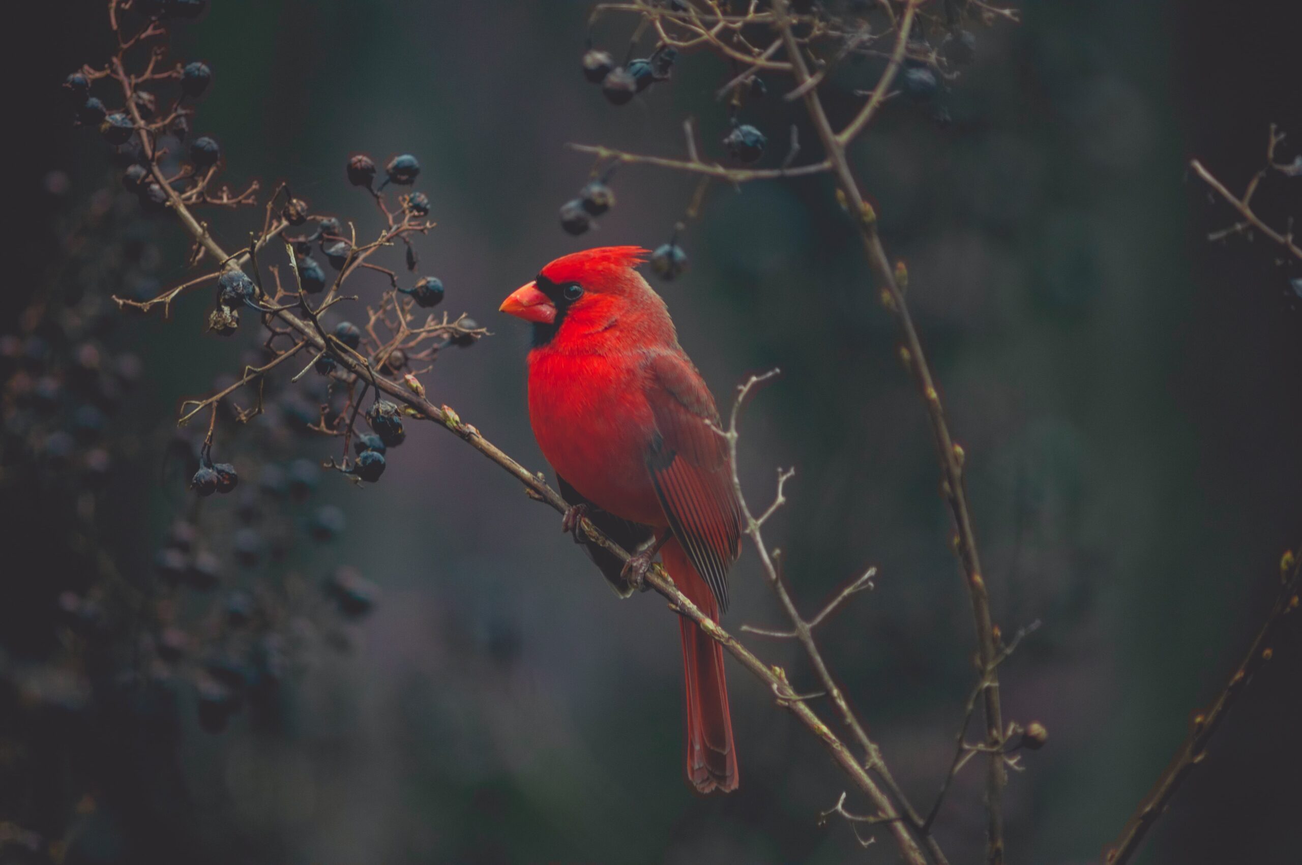 November Letter: Cardinals & Cool Skies